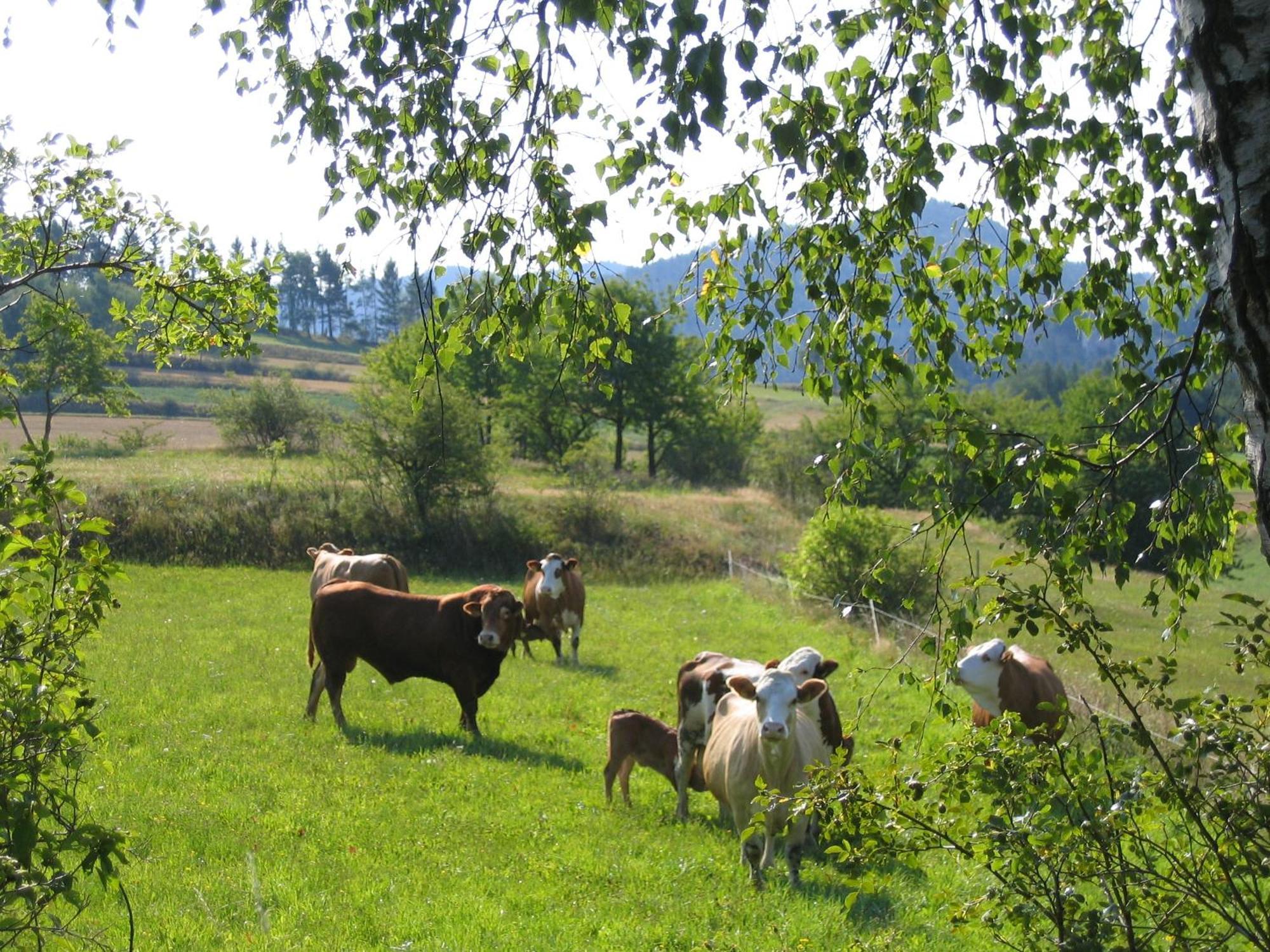 Ferienhof Stanzl Rappottenstein Esterno foto