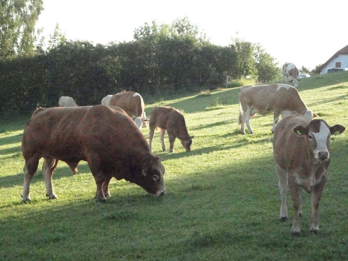 Ferienhof Stanzl Rappottenstein Esterno foto