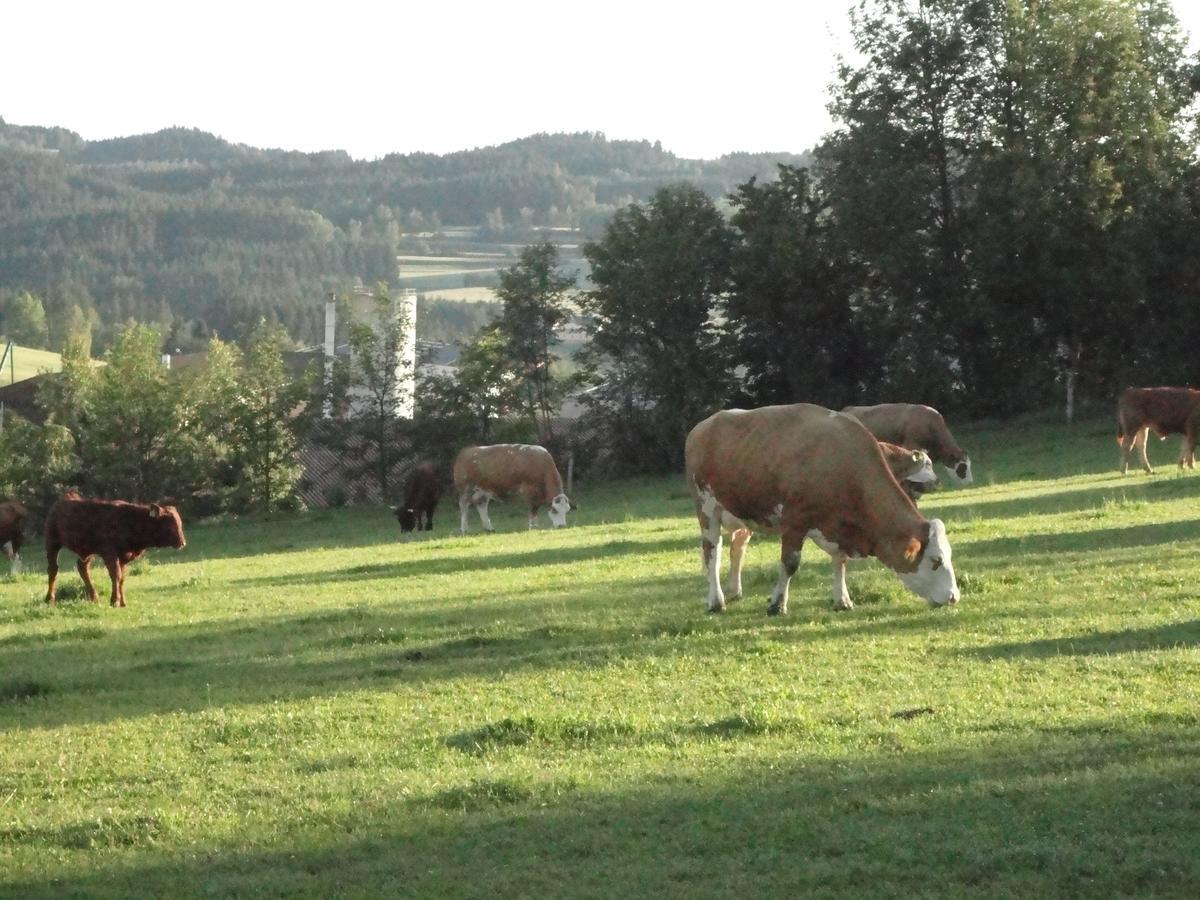 Ferienhof Stanzl Rappottenstein Esterno foto